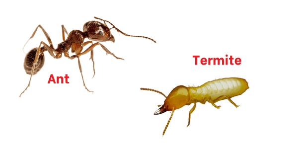 Ant v termite