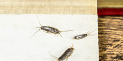 Get rid of silverfish