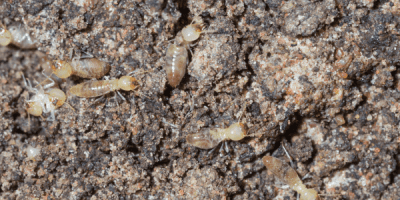 Termites