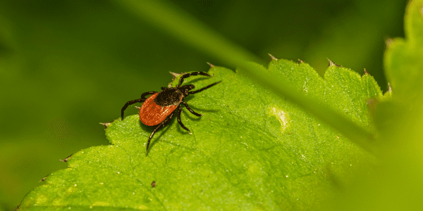 general pest control - fleas and ticks