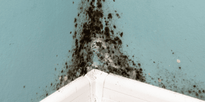 prevent mould