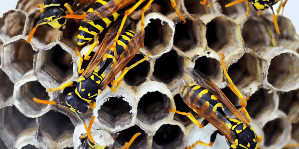 remove wasps from property