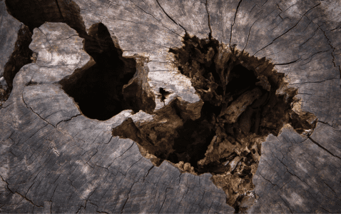 Termite damage to tree stump