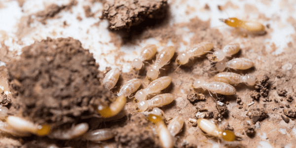 termites a.k.a white ants