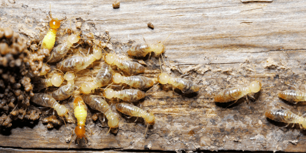 preventing termite infestations
