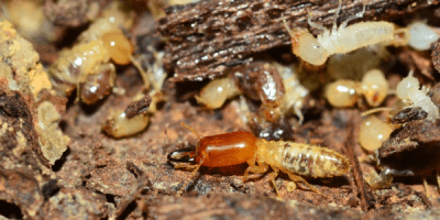 Early warning signs of termites