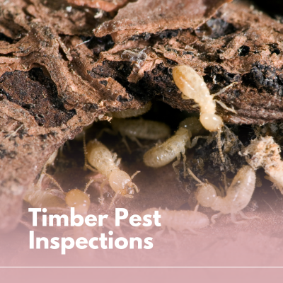 Timber Pest Inspection