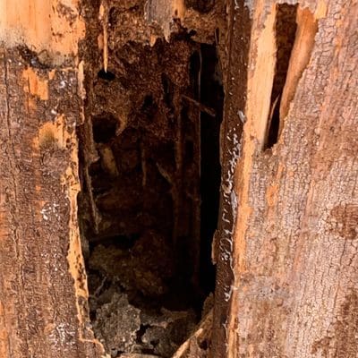 Termite damage in garden